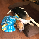 shimmer-light avatar