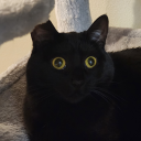 shimmeringwind avatar