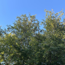 shimmerinqsky avatar