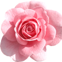 shimmermeadow avatar