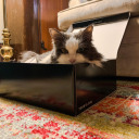 shine-some-light avatar