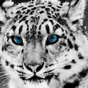 shinestarkimmy avatar