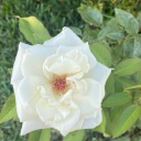 shinethroughmine avatar