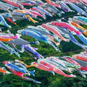 shinichi-boon avatar