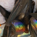 shining-satin17 avatar