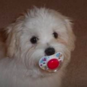 shiningbrightindogheaven avatar