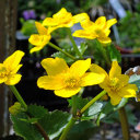 shininglessons avatar