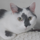 shinjisouffle avatar