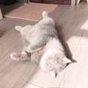 shinju-no-sora avatar