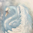 shinningdance avatar