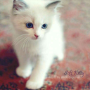 shinobipiratekitten avatar