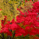 shiny-and-distracting avatar