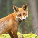 shiny-scp-777-blog avatar