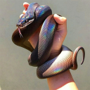 shiny-snek avatar