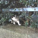 shinyaniiruyo avatar