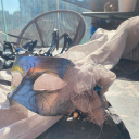 shinybananapirate avatar