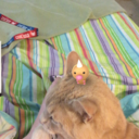 shinycupcakebaker avatar