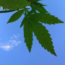 shinydelusionrunaway avatar