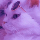 shinylandblaze avatar