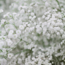 shinyoperabagellawyer avatar