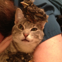 shinyprincett avatar