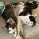 shinyskitty98 avatar