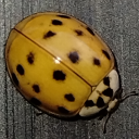 shinystudentkingdom avatar