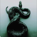 shinyzinelightpizza avatar