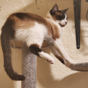 ship-it-as-you-will avatar