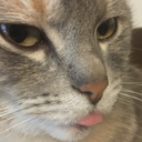 shippedshaped avatar