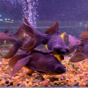 shippingdemon avatar