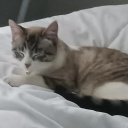 shippingking50 avatar