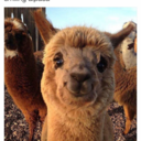 shipshipper727 avatar