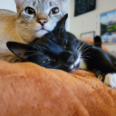 shipstosetsail avatar