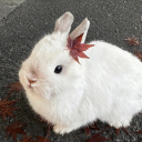 shira-tenshi avatar