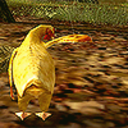 shire-chicken avatar