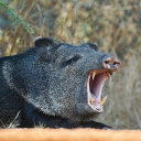 shiros-scribbles avatar