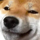 shit-behavior avatar