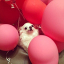 shit-i-give-up avatar