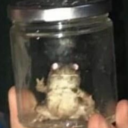 shitifoundinmybrain avatar