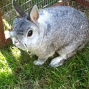 shitihavetothinkofaname avatar