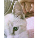 shitlaif-corn-blog avatar