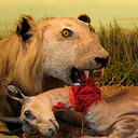 shitliodensays avatar