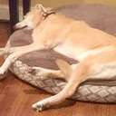 shitpost-and-giggles avatar