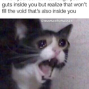 shitpostmemes avatar