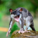 shitshowcentral avatar