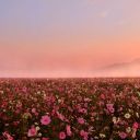 shitty-pancakes avatar