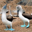 shittyepiphanies avatar