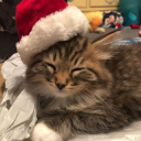 shittyrandomontheinternet avatar