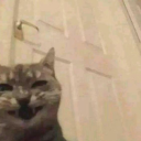 shiveringgroovies avatar